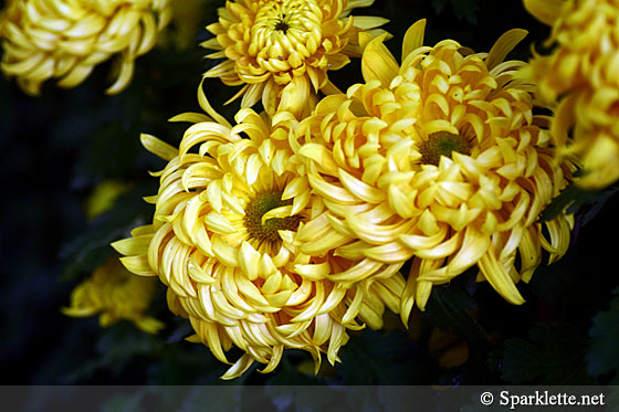 Sentosa Flowers 2012 - Yellow chrysanthemums