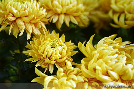 Sentosa Flowers 2012 - Yellow chrysanthemums