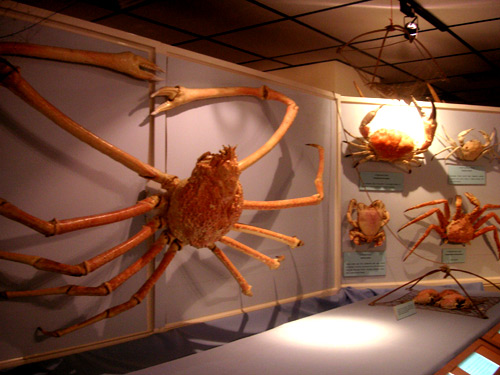 japanese spider crab face