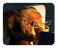 March 17, 2006: The Teddy Bear Story