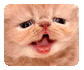 If There Was a Real Garfield... If There Was a Real Garfield...