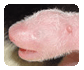 July 4, 2007: What Newborn Animal is This? (Cute!)