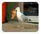 Caught on Camera: Sam the Shoplifting Seagull Caught on Camera: Sam the Shoplifting Seagull