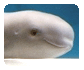 Meet the World's Most Adorable Baby Whale!