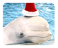 A Whale of a Christmas!
