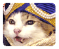 Championship Cat Show - Feline Beauty Galore!