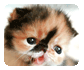 Memebon, the Cutest Japanese Baby Kitten Memebon, the Cutest Japanese Baby Kitten