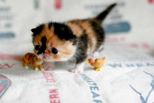 kitten-miniatures.jpg