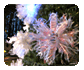 Christmas Tree of the Day #11 (2008 Edition)