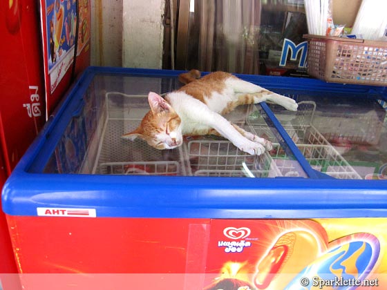 Stray cat lying on top of ice cream container in Chiang Mai, Thailand