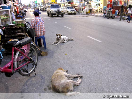 Stray dogs in Chiang Mai, Thailand