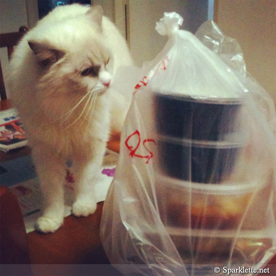 Snowy the Ragdoll cat