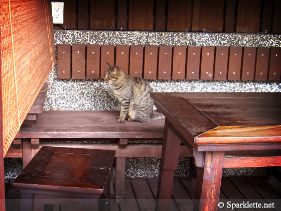 Stray cat at Jiaoxi Hot Spring Park, Yilan, Taiwan