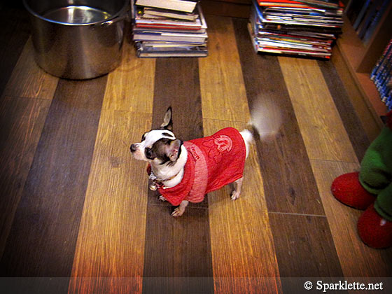 Xiaoshan the chihuahua at Ilancat Country House, Yilan, Taiwan