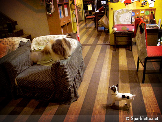 Cat and dog at Ilancat Country House, Yilan, Taiwan