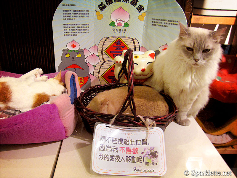 Ah Meow Cat Café 阿猫地摊 in Hong Kong