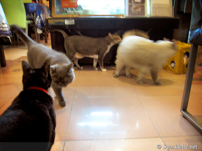 Ah Meow Cat Café 阿猫地摊 in Hong Kong