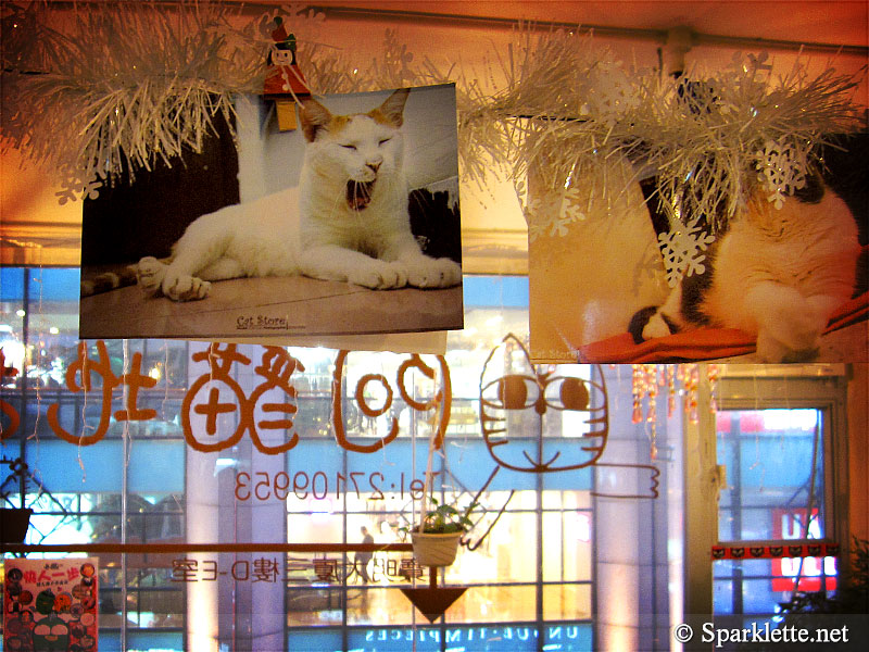 Ah Meow Cat Café 阿猫地摊 in Hong Kong