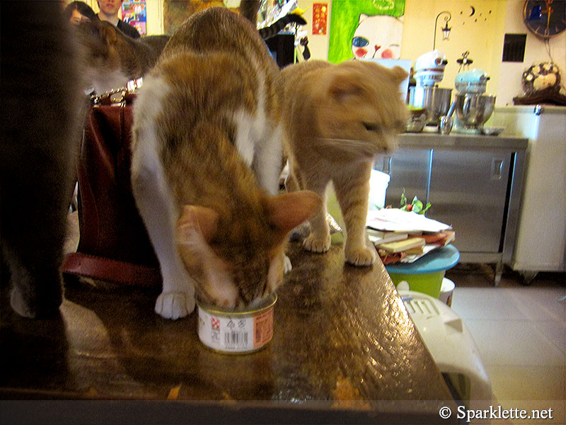 Ah Meow Cat Café 阿猫地摊 in Hong Kong