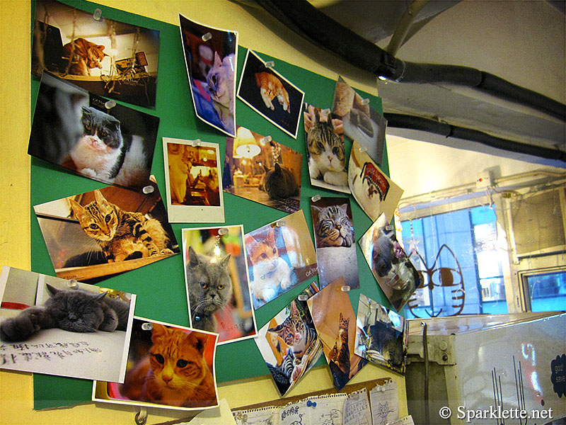 Ah Meow Cat Café 阿猫地摊 in Hong Kong