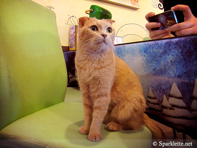 Ah Meow Cat Café 阿猫地摊 in Hong Kong