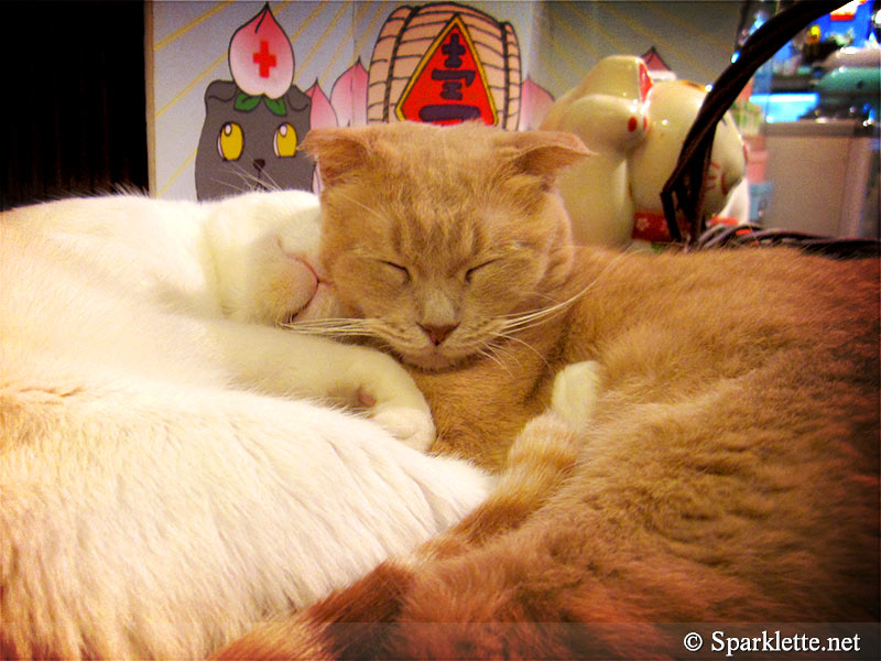 Ah Meow Cat Café 阿猫地摊 in Hong Kong