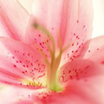 Oriental Lily