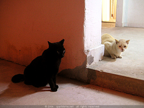 Yin Yang Cats