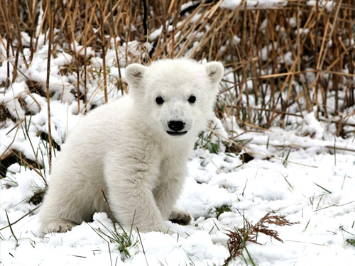 Knut the polar bear cub