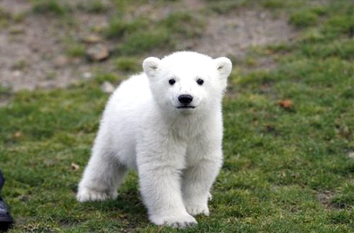Knut the polar bear cub