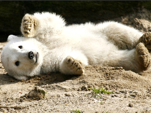 Knut the polar bear cub playing in the sand