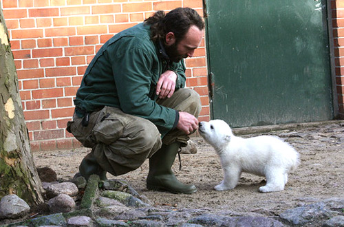 Knut the polar bear cub with his zookeeper, Thomas Dörflein