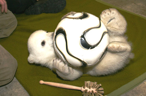 Knut the polar bear cub playing with a soccer ball