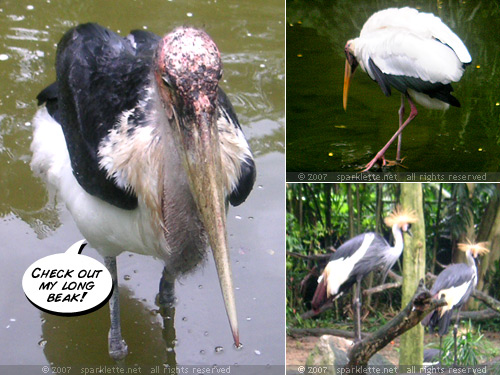 Birds that live in the African grassland