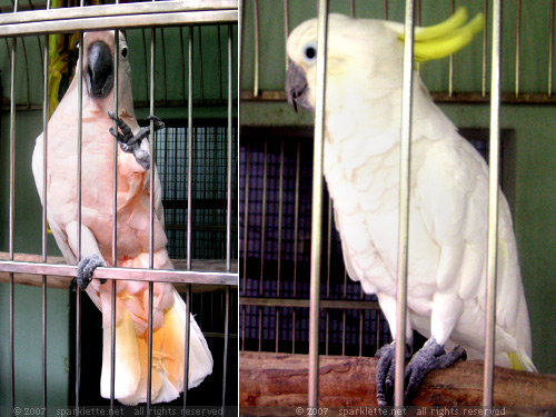 Talking Birds: Pink and white cockatoos