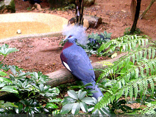 Crowned Pigeon