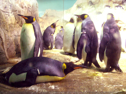 Penguin Expedition: King Penguin lying flat on its belly