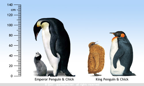 Size comparison between Emperor Penguins and King Penguins