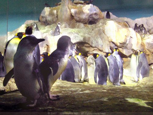 Penguin Expedition: Fairy Penguins, with King Penguins in the background and Humboldt Penguins on the rocks