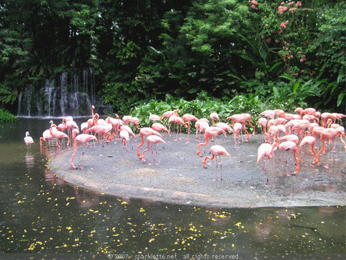 Flamingo Pool