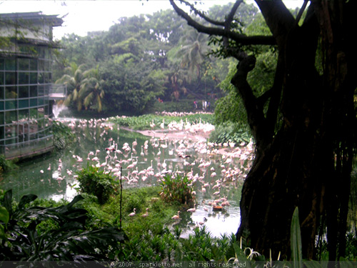 Flamingo Lake: 1001 flamingos
