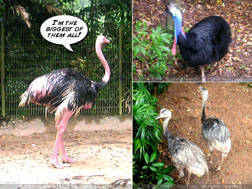 Flightless Birds (clockwise from left): Ostrich, Cassowary, Emu