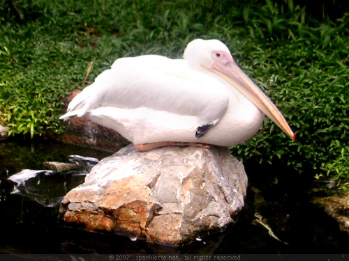 Pelican Cove