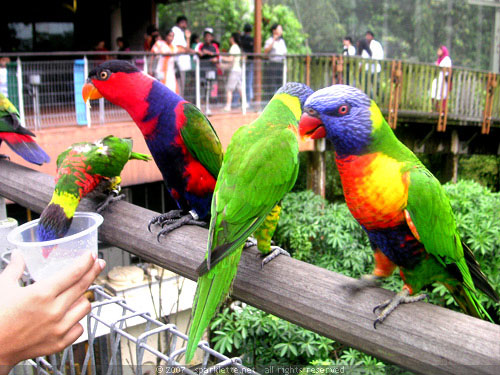 Lory Loft: Rainbow Lories being fed nectar mix