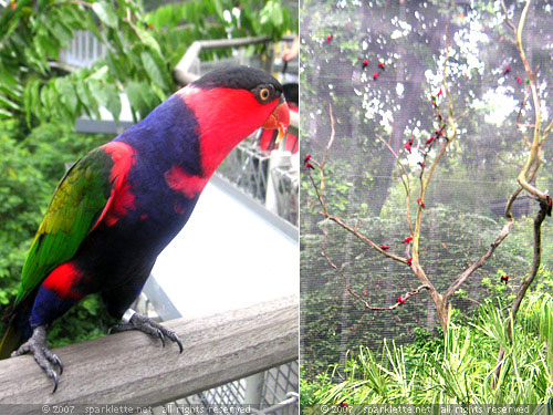 Lory Loft: Red-coloured Lory