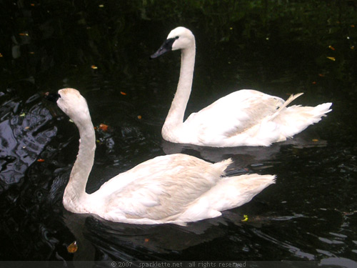 Swan Lake: A pair of white swans