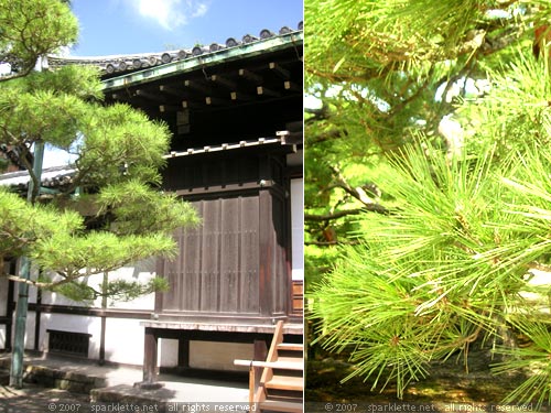Trees within Nijo Castle in Kyoto