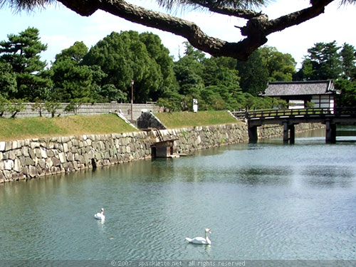 Swans swimming in moat around Nijo Castle in Kyoto
