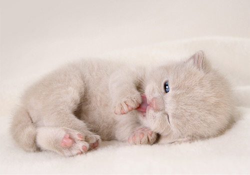 British Shorthair Kitten