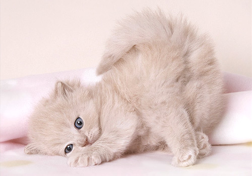 British Shorthair Kitten